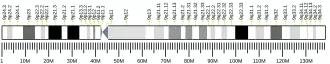 Chromosome 9 (human)