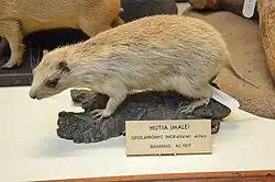 Stuffed brown hutia