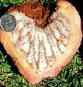 Hydnora triceps, freshly cut fruit near Port Nolloth, South Africa, 2002