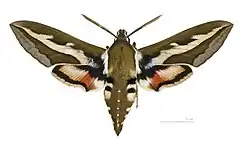 Male