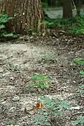 Habit