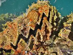 shallow in Mayotte