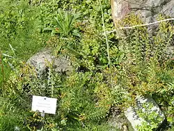 Botanical specimen in the Botanischer Garten, Frankfurt