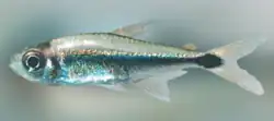 Species specimen