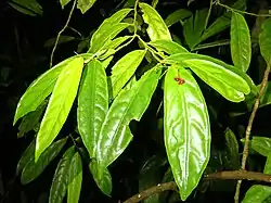 Foliage and flowers