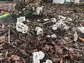 A forested area of I. cibarium