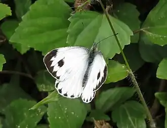 Dorsal view