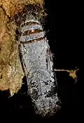 Pupa