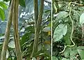 Mature and young pods