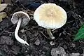 I. hirtella (8)