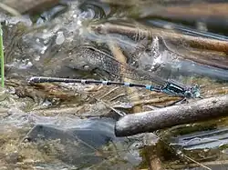 Male