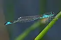 Ischnura elegans