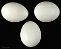 Eggs at the Museum of Toulouse