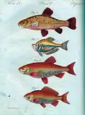 JF Bertuch's Kinderbuch – Fish