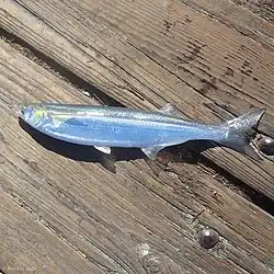 Jacksmelt