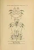 Larval forms