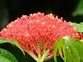 Flowers of Jatropha multifida in El Crucero, Managua, Nicaragua