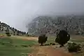 Jayroun