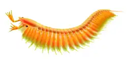 Life restoration of Jianfengia