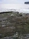 Orthogonal joint sets on a bedding plane in flagstones, Caithness, Scotland.