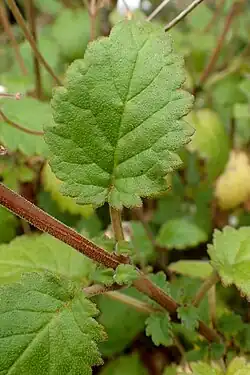 Top side of the leaf
