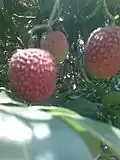 Juicy Rampurwa Lichi