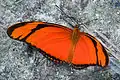 D. i. alcionea Brazil