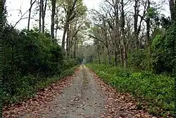 Jungle at Chalsa