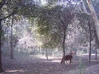 View of forested land in Tehsil Chichawatni