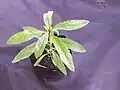 Juvenile plant