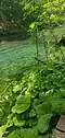 Vegetation