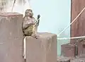 A hamadryas baboon (Papio hamadryas)