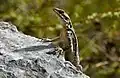 Kashmir rock agama