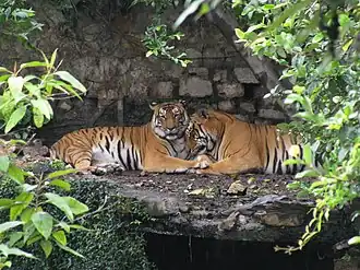 Bengal Tiger