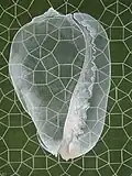 Kaurischnecke (Cowrie)