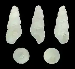 Kleinella spec
