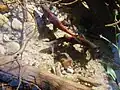 Spawning Kokanee salmon in the Sawtooth Range of Idaho
