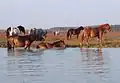 Wild horses