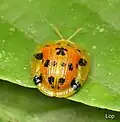 Laccoptera vigintisexnotata, India