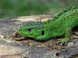 Sand lizard, mating season colouring