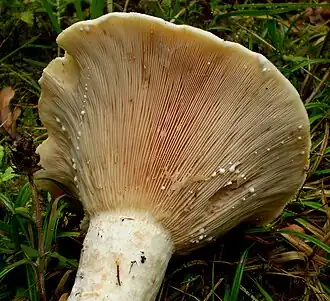 Cap underside