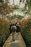 The long glass gallery in bloom