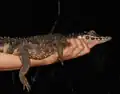Lagarta