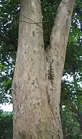 Bark