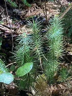 Dawsonia