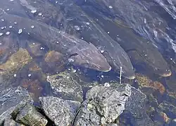 Lake sturgeon