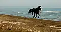 Lankaran, Caspian Sea Coast.