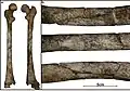 Burial 11 - Perimortem fracture of femur