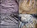 Burial 1. Detail of body position.