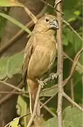 female / Pan American Highway - Darien - Panama